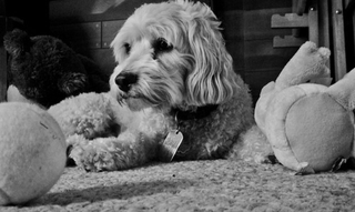 Illustration for article titled Shooting Challenge Pets Gallery 4